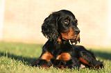 SETTER GORDON 030